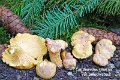 Cantharellus amesthysteus-amf839